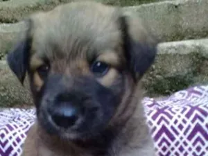 Cachorro raça  idade 2 a 6 meses nome Barney Bebezinho