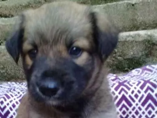 Cachorro ra a  idade 2 a 6 meses nome Barney Bebezinho