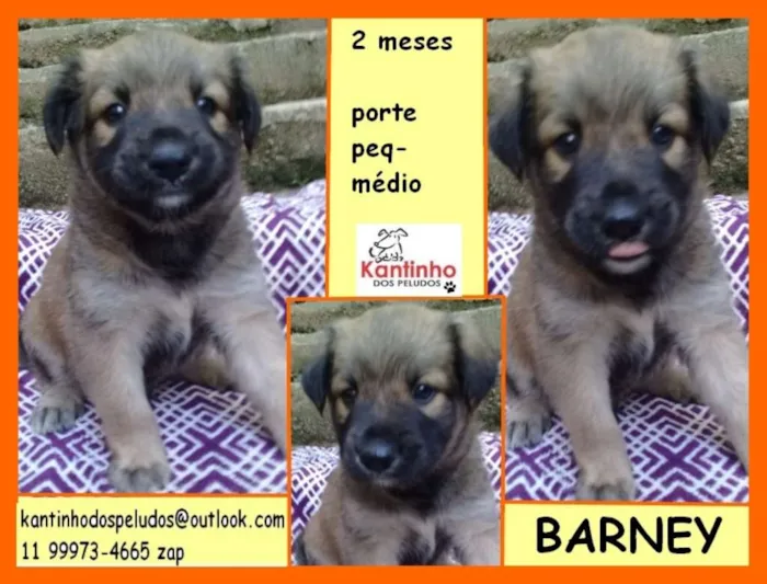 Cachorro ra a  idade 2 a 6 meses nome Barney Bebezinho