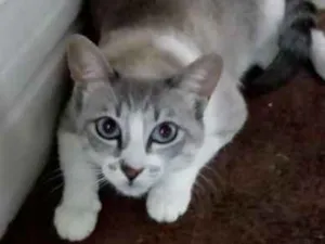 Gato raça Angorá idade 2 a 6 meses nome pacato e isabel
