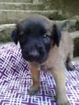 Fanny Bebezinha