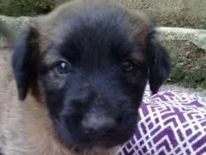 Cachorro raça  idade 2 a 6 meses nome Fanny Bebezinha