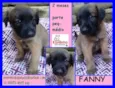 Fanny Bebezinha