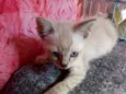 Fofinho