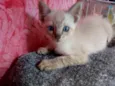 Fofinho