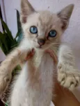 Fofinho