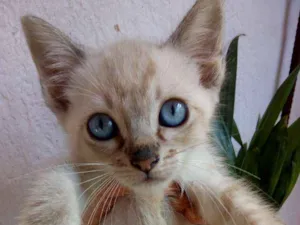 Gato raça  idade 2 a 6 meses nome Fofinho