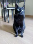 Tino