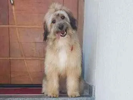 Cachorro ra a Srd idade 7 a 11 meses nome Meg