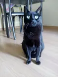 Tino