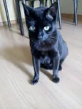 Tino