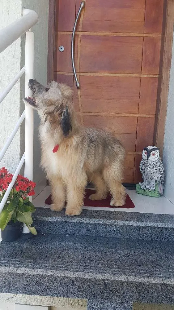 Cachorro ra a Srd idade 7 a 11 meses nome Meg
