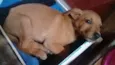 Cachorro raça Vira-lata idade 2 a 6 meses nome Kiki