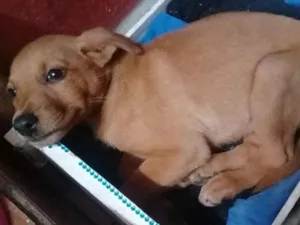 Cachorro raça Vira-lata idade 2 a 6 meses nome Kiki