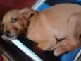 Cachorro raça Vira-lata idade 2 a 6 meses nome Kiki