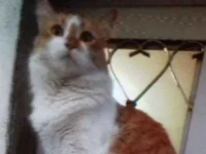 Gato raça Indefinida idade 2 anos nome Pipoca