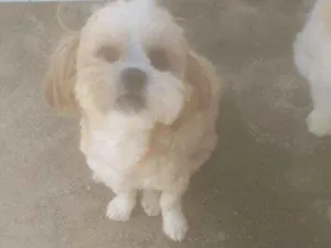 Cachorro raça lhasa apso idade 2 anos nome Rubi