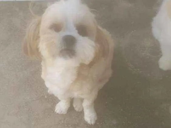 Cachorro ra a lhasa apso idade 2 anos nome Rubi