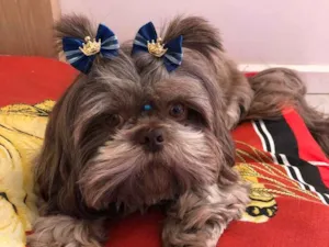 Cachorro raça Shitzu idade 6 ou mais anos nome Choco