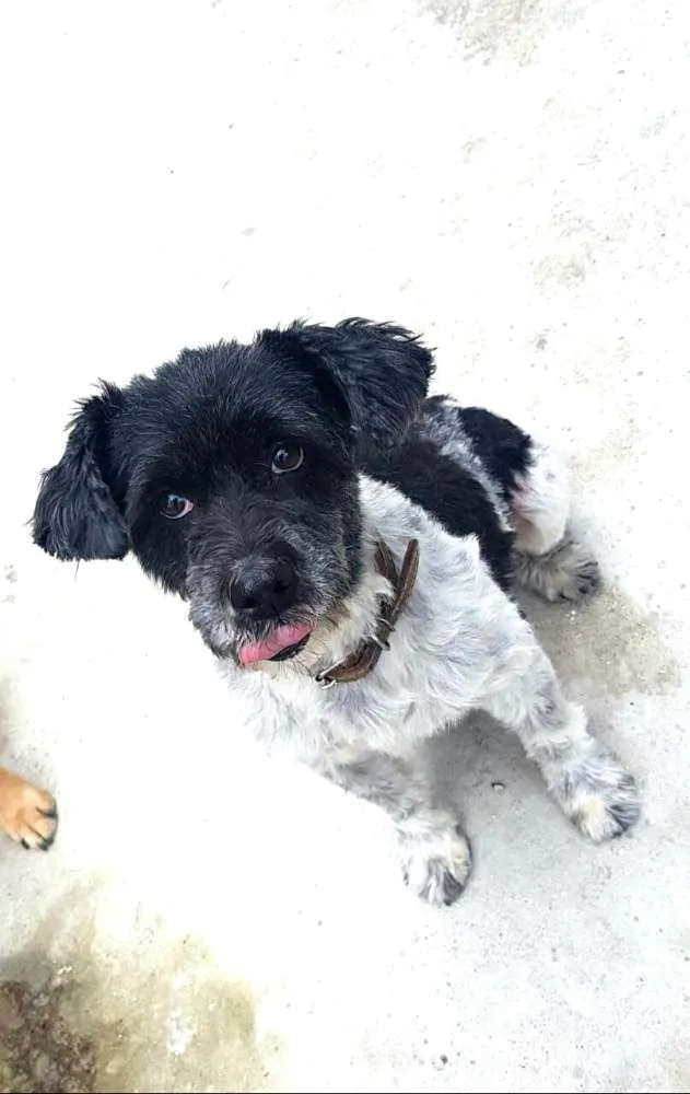 Cachorro ra a  idade 6 ou mais anos nome Carinhoso 