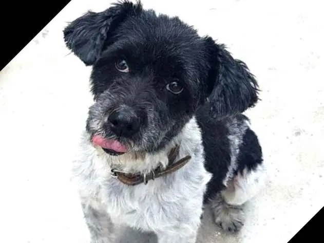 Cachorro ra a  idade 6 ou mais anos nome Carinhoso 
