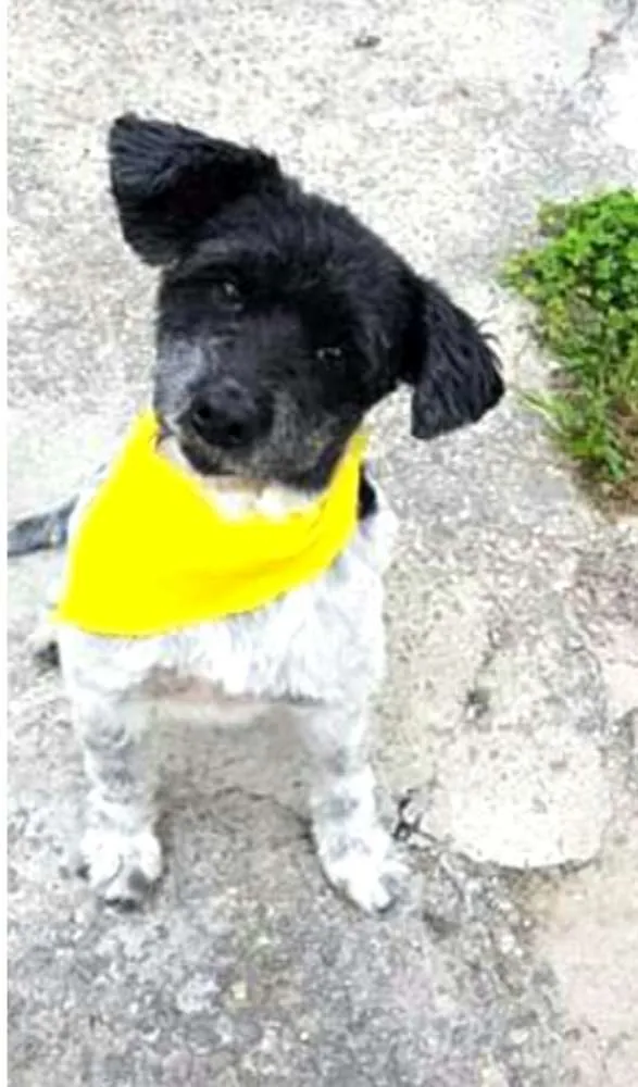Cachorro ra a  idade 6 ou mais anos nome Carinhoso 