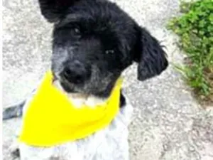 Cachorro raça  idade 6 ou mais anos nome Carinhoso 