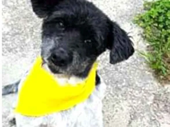 Cachorro ra a  idade 6 ou mais anos nome Carinhoso 