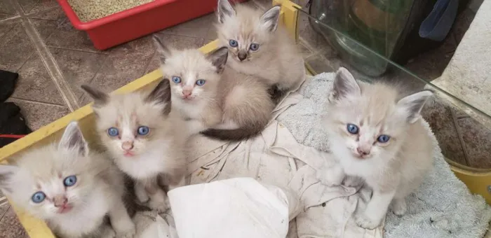 Gato ra a Vira lata idade Abaixo de 2 meses nome Filhotinhos