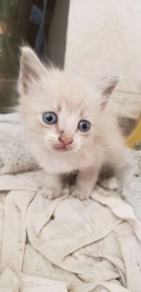 Gato ra a Vira lata idade Abaixo de 2 meses nome Filhotinhos