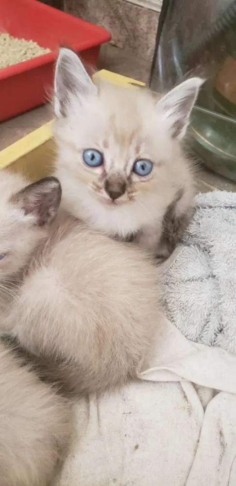 Gato ra a Vira lata idade Abaixo de 2 meses nome Filhotinhos