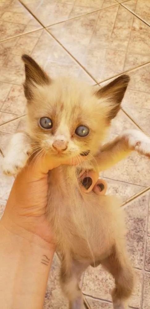 Gato ra a Vira lata idade Abaixo de 2 meses nome Filhotinhos
