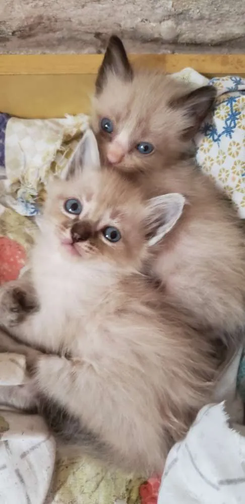 Gato ra a Vira lata idade Abaixo de 2 meses nome Filhotinhos