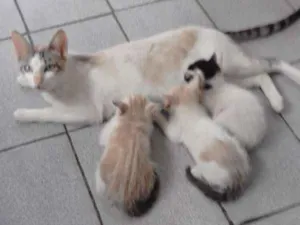 Gato raça  idade 2 a 6 meses nome Sem nomes