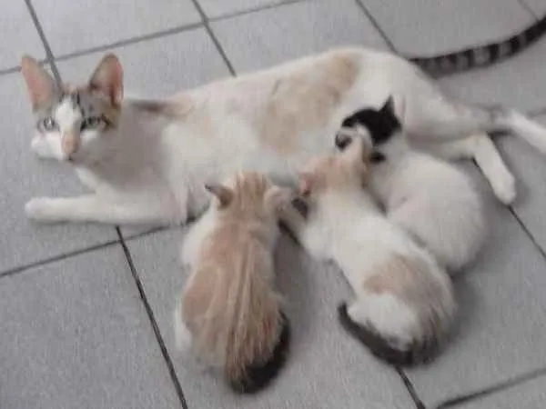Gato ra a  idade 2 a 6 meses nome Sem nomes