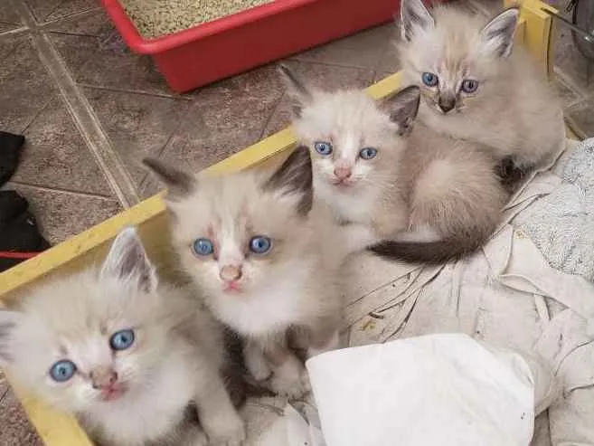 Gato ra a Vira lata idade Abaixo de 2 meses nome Filhotinhos