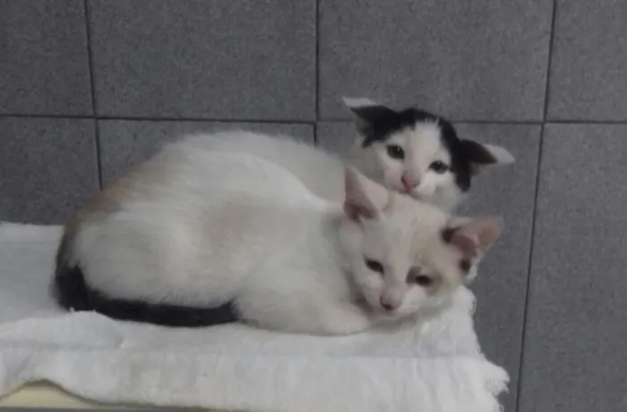 Gato ra a  idade 2 a 6 meses nome Sem nomes