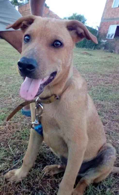 Cachorro ra a SRD idade 2 a 6 meses nome Madruguinha