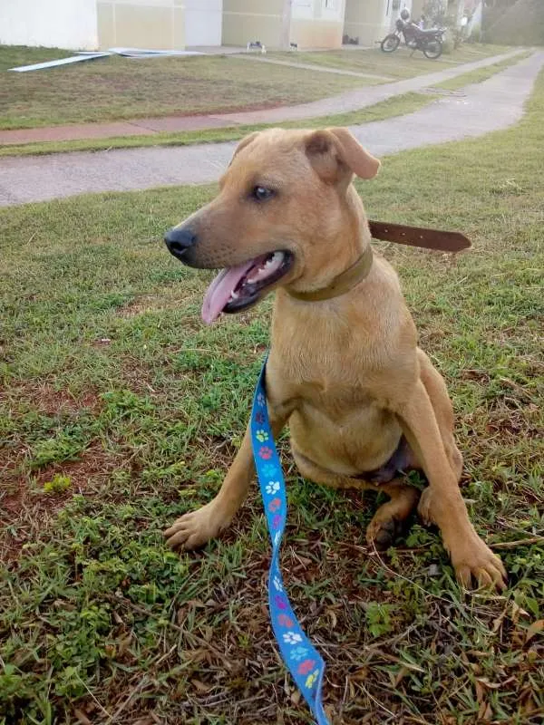 Cachorro ra a SRD idade 2 a 6 meses nome Madruguinha