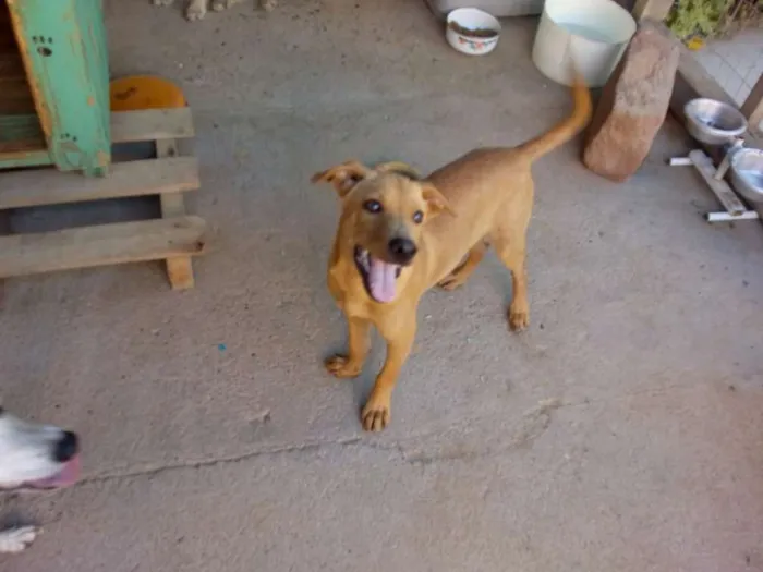 Cachorro ra a SRD idade 2 a 6 meses nome Madruguinha