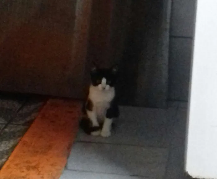 Gato ra a  idade 2 a 6 meses nome Sem nomes