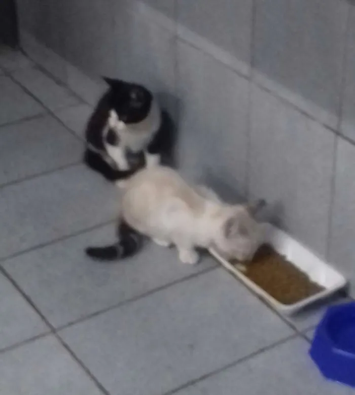 Gato ra a  idade 2 a 6 meses nome Sem nomes