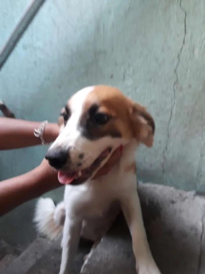 Cachorro ra a Raça indefinida  idade 1 ano nome Sandra