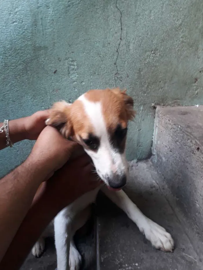 Cachorro ra a Raça indefinida  idade 1 ano nome Sandra