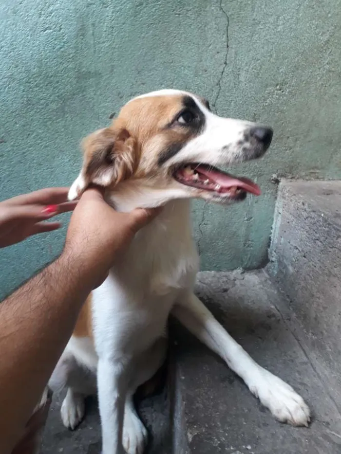 Cachorro ra a Raça indefinida  idade 1 ano nome Sandra