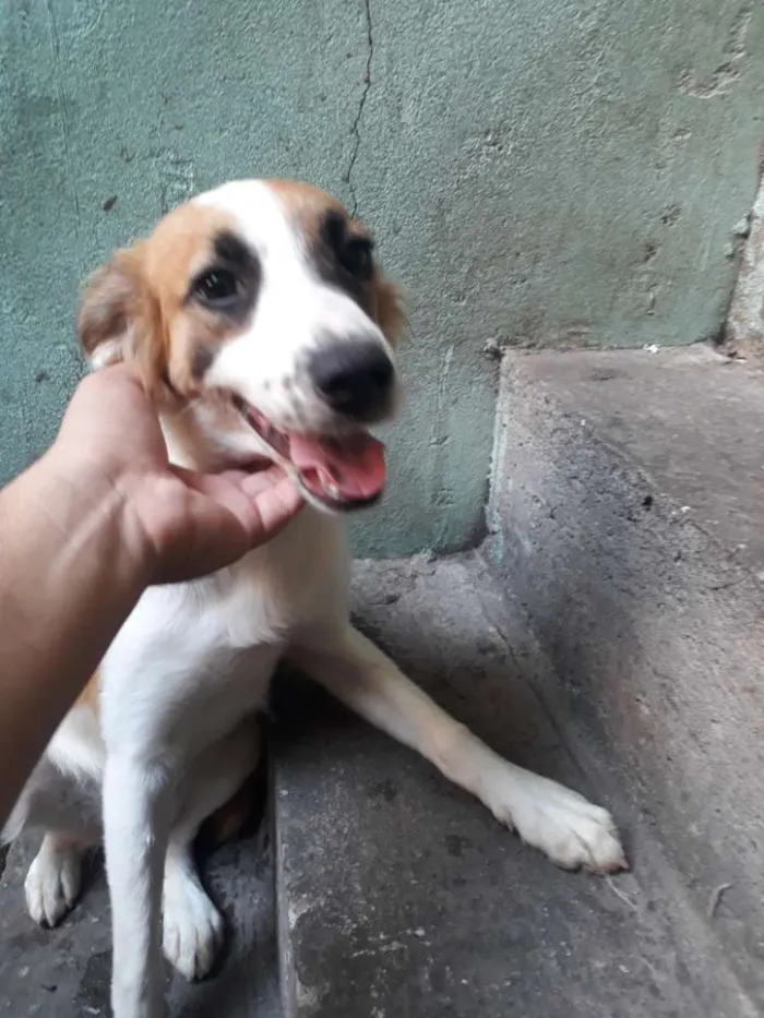 Cachorro ra a Raça indefinida  idade 1 ano nome Sandra