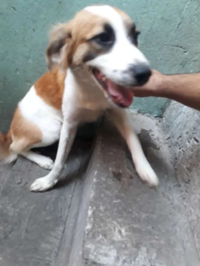 Cachorro ra a Raça indefinida  idade 1 ano nome Sandra