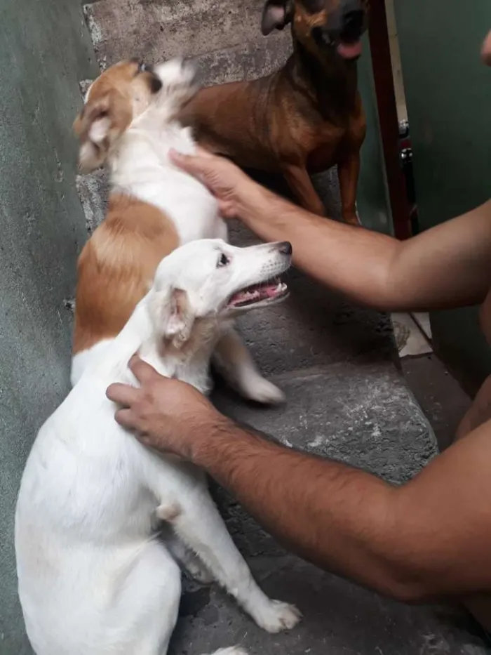 Cachorro ra a Raça indefinida  idade 1 ano nome Sandra