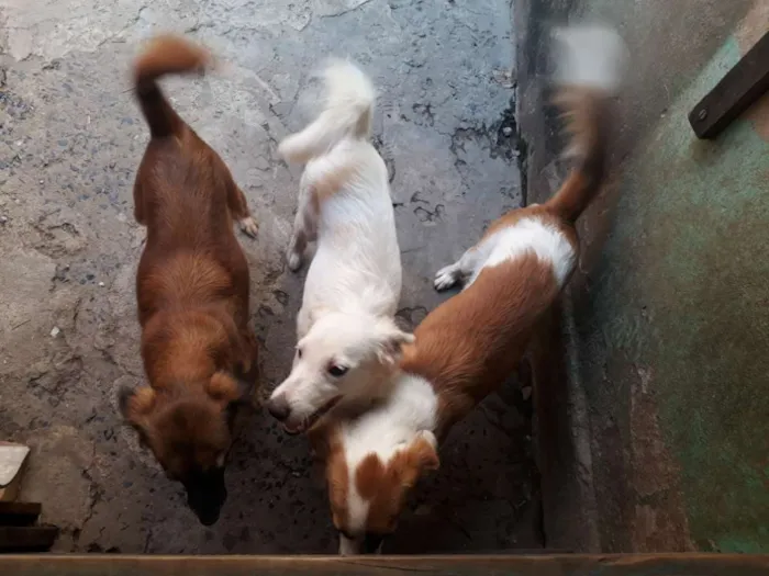 Cachorro ra a Raça indefinida  idade 1 ano nome Sandra