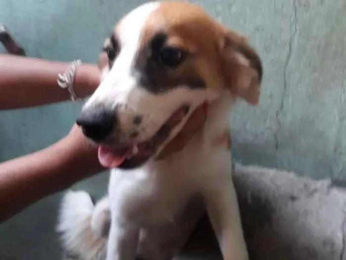 Cachorro ra a Raça indefinida  idade 1 ano nome Sandra